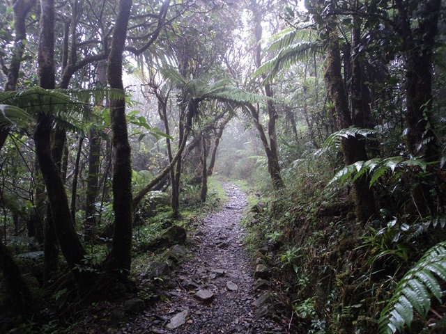 El Yunque rainforest